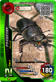 ドウイロクワガタ（M-G2-14）［N］