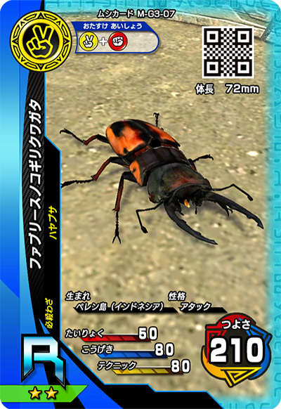 ファブリースノコギリクワガタ（M-G3-07）［R］
