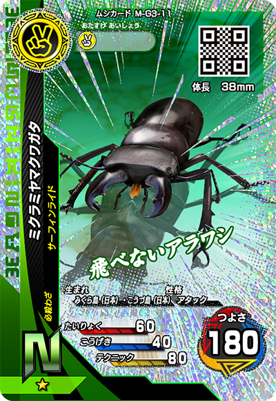ミクラミヤマクワガタ（M-G3-11）［N］