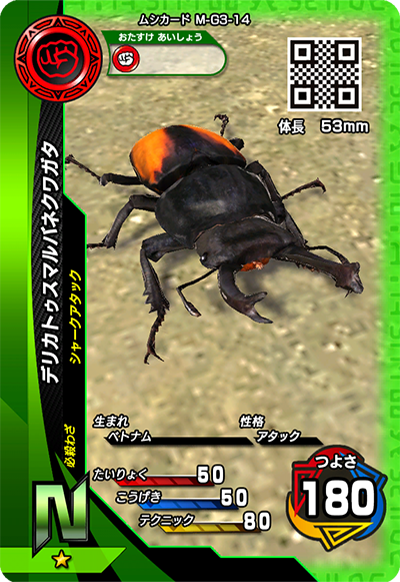 デリカトゥスマルバネクワガタ（M-G3-14）［N］