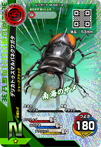 デリカトゥスマルバネクワガタ（M-G3-14）［N］