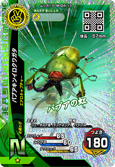 パプアキンイロクワガタ（M-G4-11）［N］