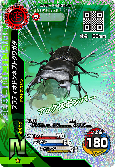 プラティオドンネブトクワガタ（M-G4-14）［N］