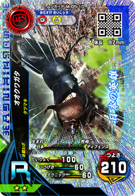オオクワガタ（M-G5-10）［R］