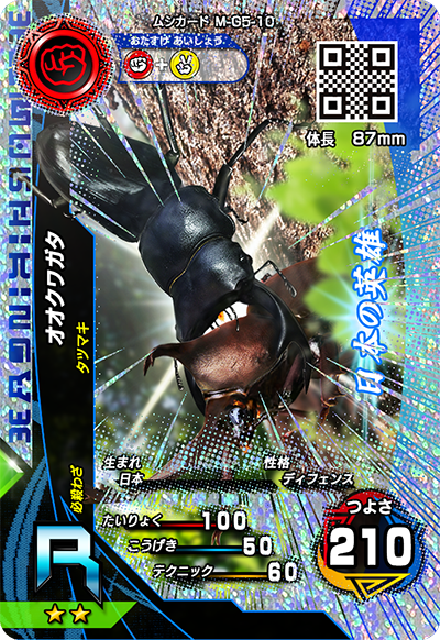 オオクワガタ（M-G5-10）［R］