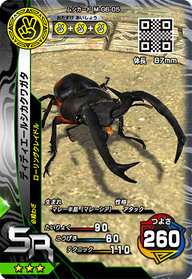 ディディエールシカクワガタ（M-G6-05）［SR］