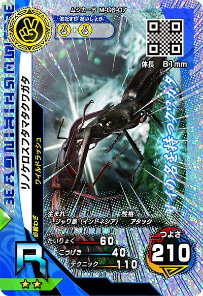 リノケロスフタマタクワガタ（M-G6-07）［R］