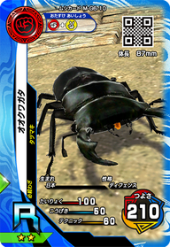 オオクワガタ（M-G6-10）［R］