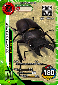 ラティペニスツヤクワガタ（M-G6-13）［N］