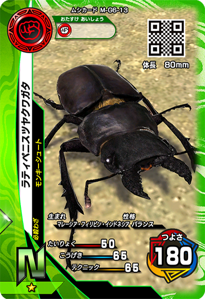 ラティペニスツヤクワガタ（M-G6-13）［N］