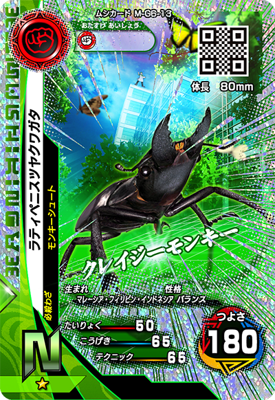 ラティペニスツヤクワガタ（M-G6-13）［N］