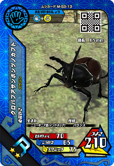 クロパプアサンボンヅノカブト（M-S3-13）［R］