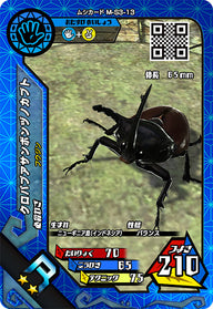クロパプアサンボンヅノカブト（M-S3-13）［R］