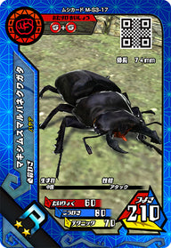 マキシムスマルバネクワガタ（M-S3-17）［R］