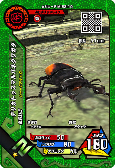 デリカトゥスマルバネクワガタ（M-S3-19）［N］