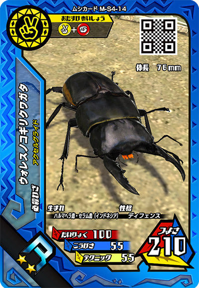 ウォレスノコギリクワガタ（M-S4-14）［R］