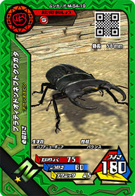 プラティオドンネブトクワガタ（M-S4-19）［N］