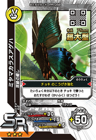 ミヤマカラスアゲハ(超大型)（PR-058）［SR］