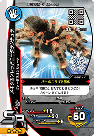 メキシカンレッドニータランチュラ（PR-G-04）［SR］