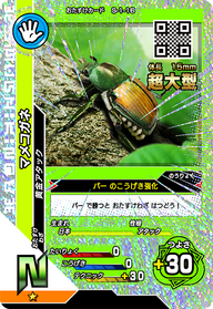 マメコガネ（S-1-16）［N］