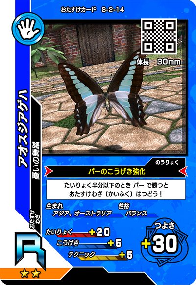 アオスジアゲハ（S-2-14）［R］