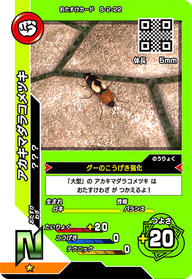 アカキマダラコメツキ（S-2-22）［N］