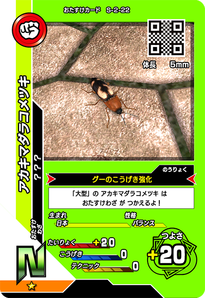 アカキマダラコメツキ（S-2-22）［N］
