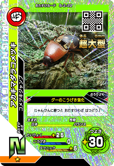 アカキマダラコメツキ（S-2-22）［N］