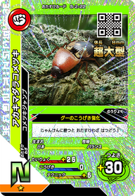 アカキマダラコメツキ（S-2-22）［N］
