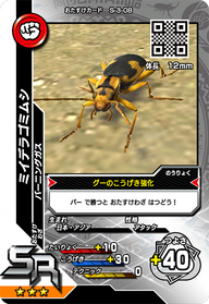 ミイデラゴミムシ（S-3-08）［SR］