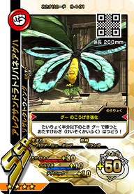 アレクサンドラトリバネアゲハ（S-4-01）［SSR］