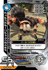 メキシカンレッドニータランチュラ（S-5-11）［SR］