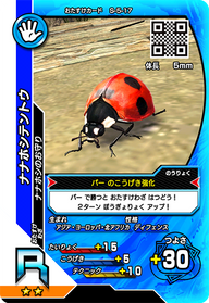 ナナホシテントウ（S-5-17）［R］