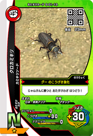 クロカミキリ（S-G1-13）［N］