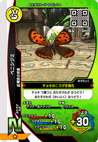 ベニシジミ（S-G1-14）［N］