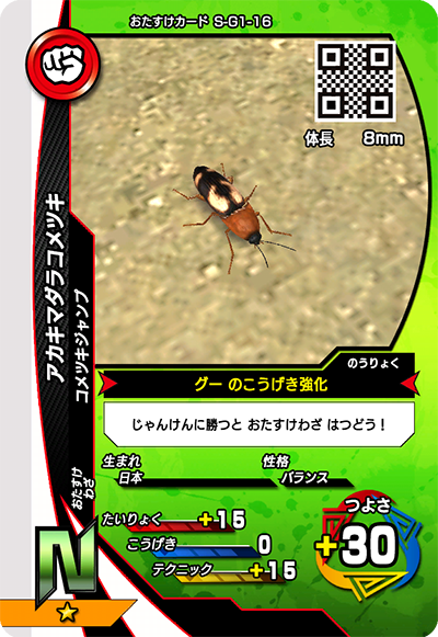 アカキマダラコメツキ（S-G1-16）［N］