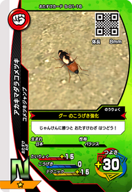 アカキマダラコメツキ（S-G1-16）［N］