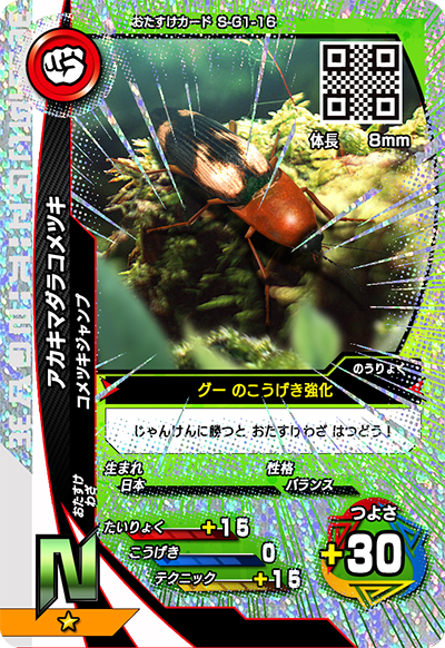 アカキマダラコメツキ（S-G1-16）［N］
