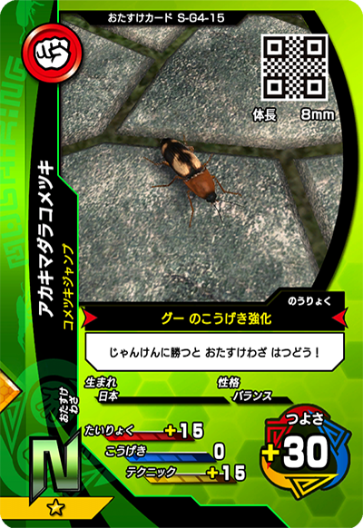 アカキマダラコメツキ（S-G4-15）［N］