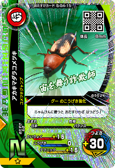アカキマダラコメツキ（S-G4-15）［N］