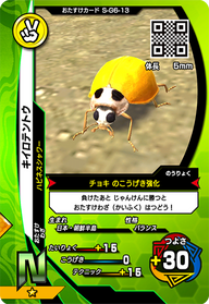 キイロテントウ（S-G6-13）［N］