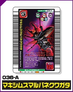 マキシムスマルバネクワガタ（036-A）［未確定］