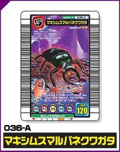 マキシムスマルバネクワガタ（036-A）［未確定］