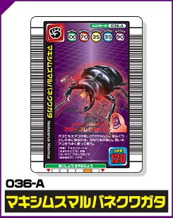 マキシムスマルバネクワガタ（036-A）［未確定］