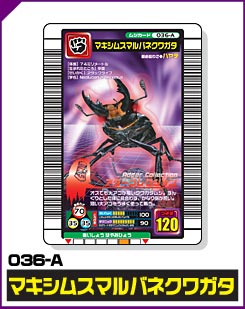 マキシムスマルバネクワガタ（036-A）［未確定］