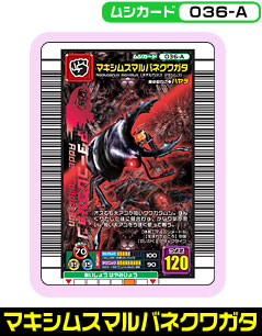 マキシムスマルバネクワガタ（036-A）［未確定］