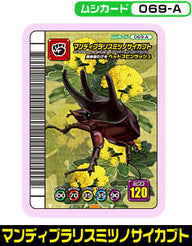 マンディブラリスミツノサイカブト（069-A）［未確定］