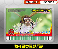 セイヨウミツバチ（KC001）［未確定］