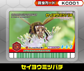 セイヨウミツバチ（KC001）［未確定］