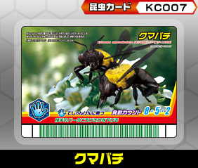 クマバチ（KC007）［未確定］